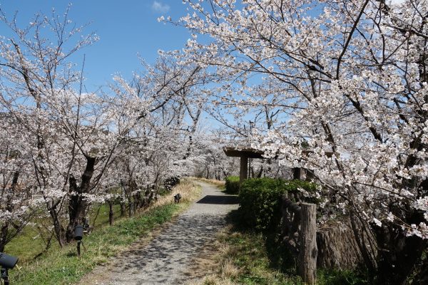 【桜情報2025】長良川北部でも桜が満開に！！ 岐阜市雄総堤の桜並木　