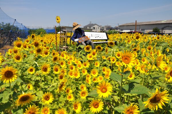 映えスポット！約１万本のヒマワリ畑　鵜沼かいご処あい